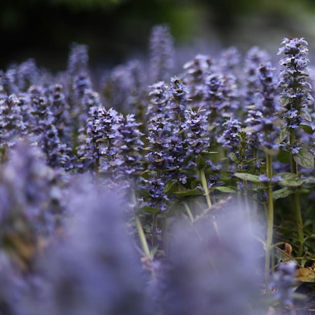 Ajuga repens