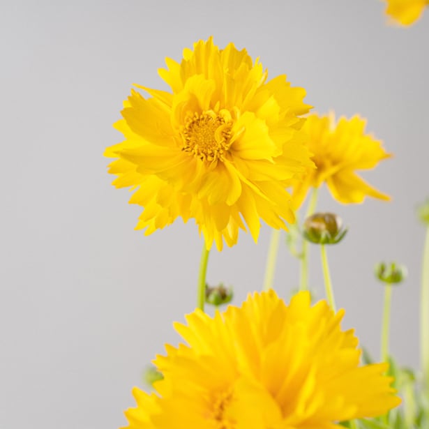 Coreopsis grandiflora