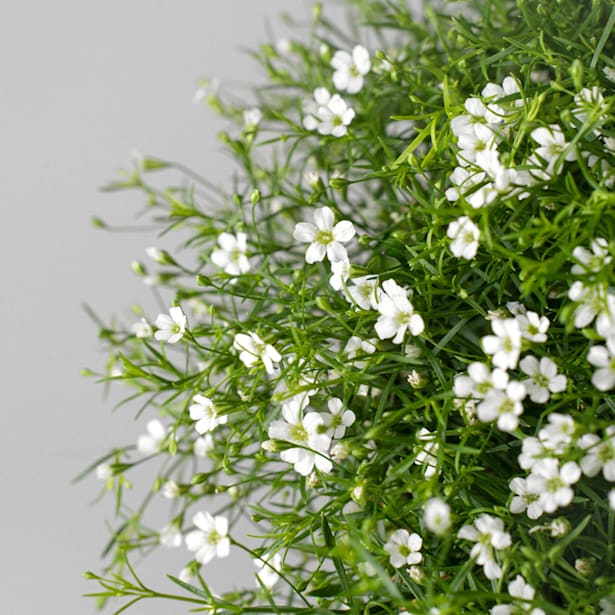 Paniculata (gypsophila muralis)