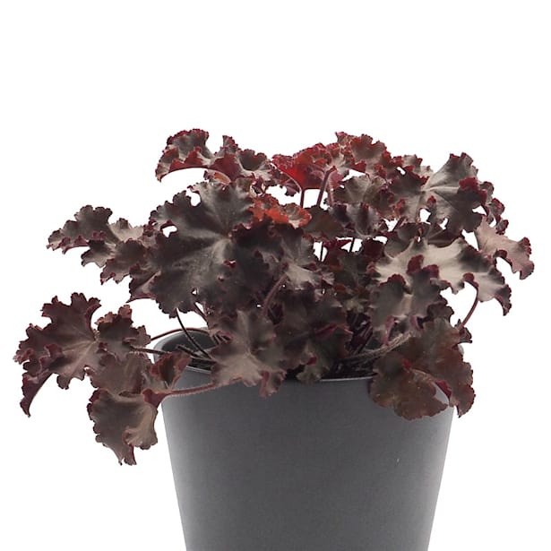 Heuchera purple