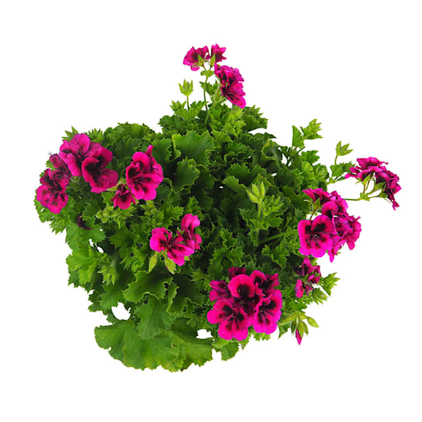 Geranio (pelargonium candy flowers)