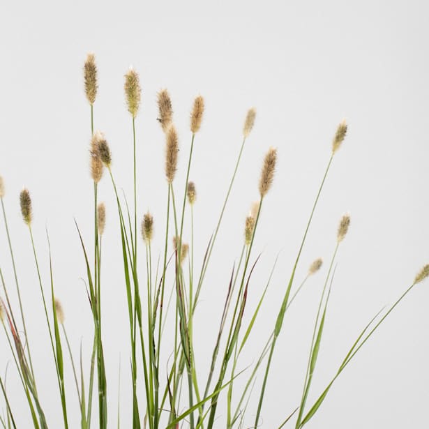 Gramínea Pennisetum red bunny