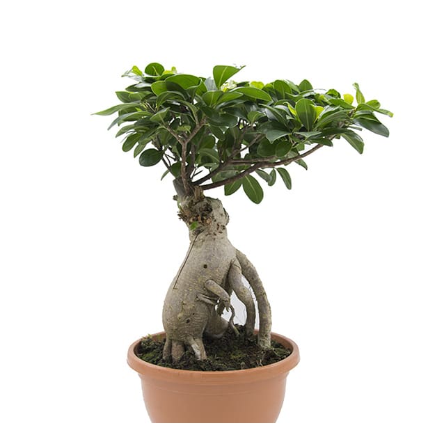 Bonsai Ficus Gingeng (Ficus microcarpa 'Ginseng')