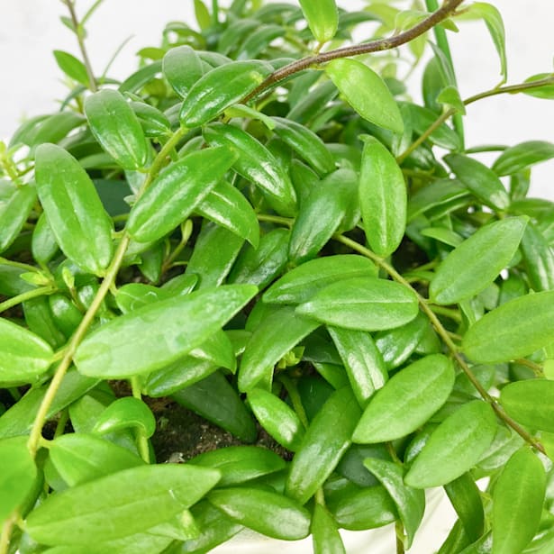 Aeschynanthus 'Japhrolepis'