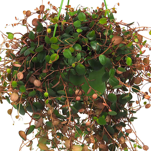 Peperomia prostrata 'Pepperspot'