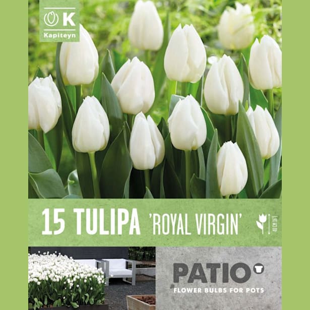 Bolsa patio 15 bulbos tulipanes triumph royal virgin