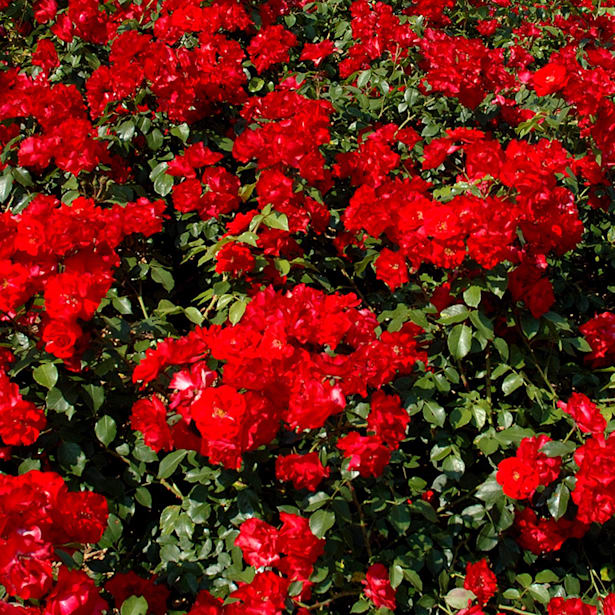 Rosal paisaje la sevillana rojo 2 litros