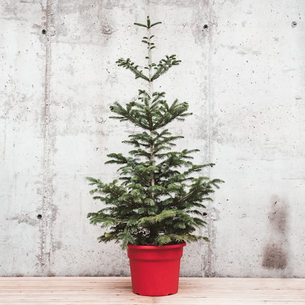 Árbol de Navidad Natural Nordmanniana (enraizado)