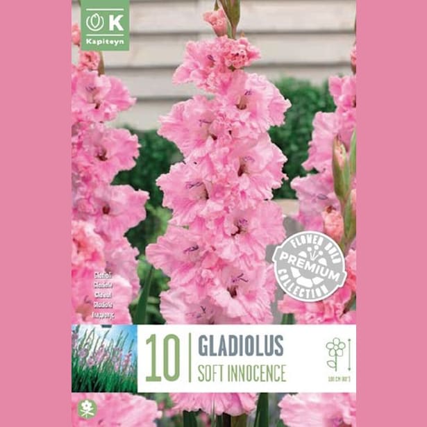 Bulbos gladiolus katherina rosa 10uds