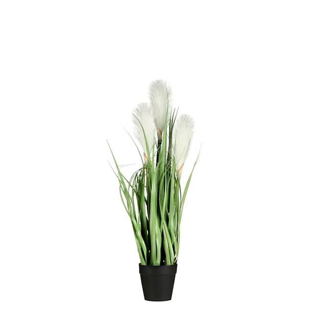 Maceta foxtail blanca