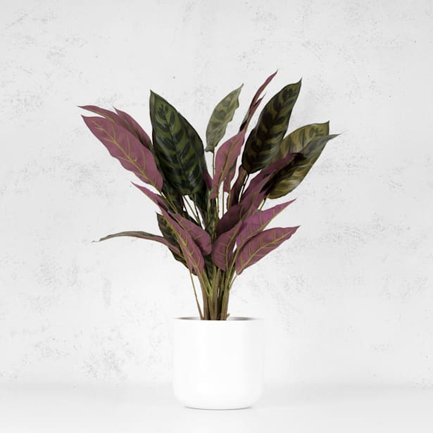 Mata de calathea peacok artificial