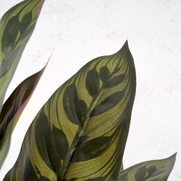 Mata de calathea peacok artificial