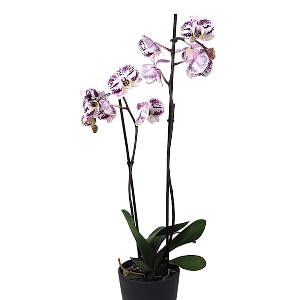 Orquídea Phalaenopsis Decoration