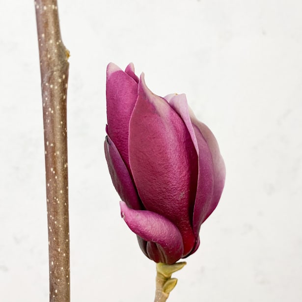 Magnolia 'March-Till-Frost'