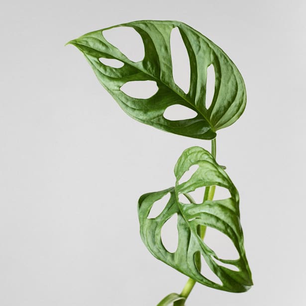 Monstera adansonii