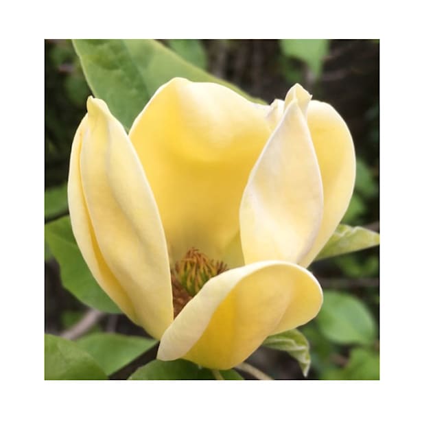 Magnolia 'Daphne'