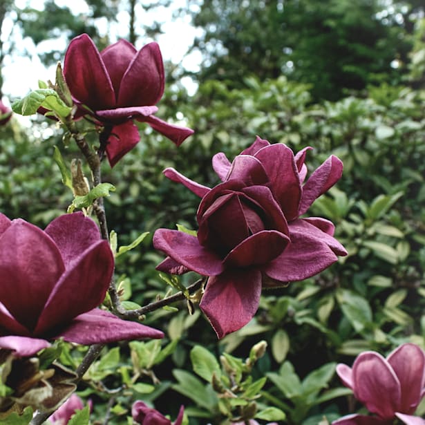 Magnolia 'Genie'