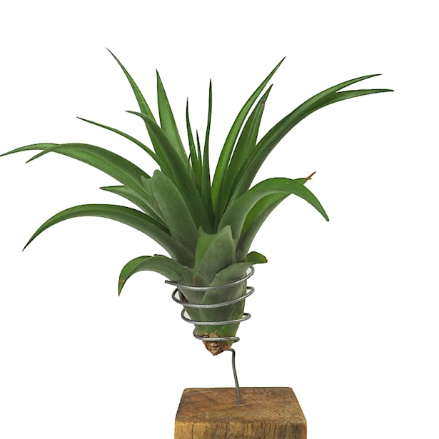 Tillandsia xerografica con bloque de madera