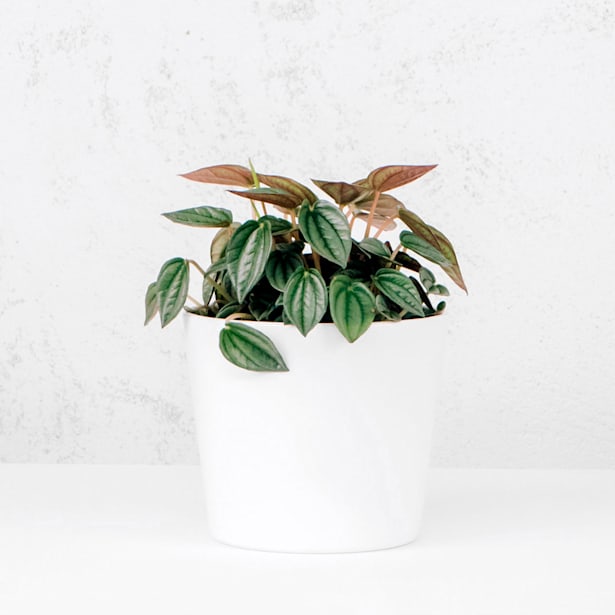 Peperomia 'Napoli Nights'