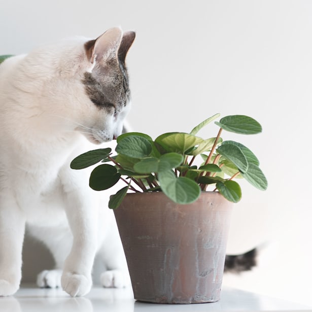 Peperomia albovittata (Rana verde)