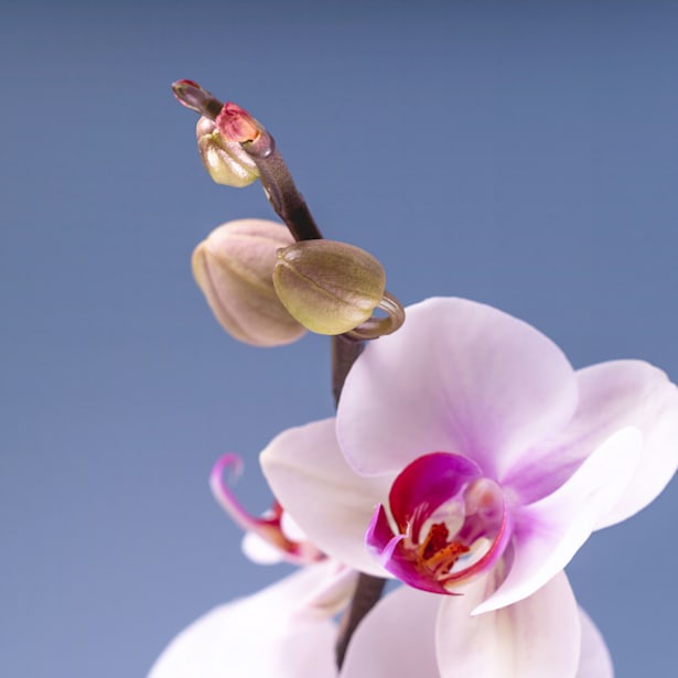 Orquídea Phalaenopsis 'Scarlion'