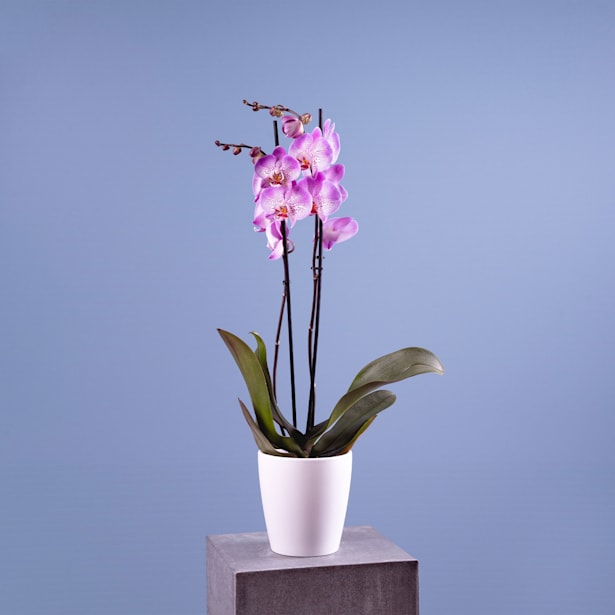 Orquídea Phalaenopsis 'Jillion'