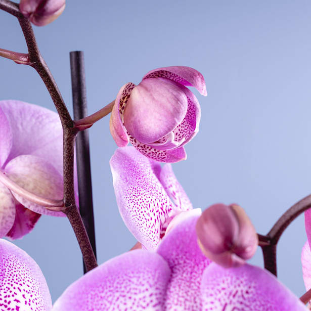 Orquídea Phalaenopsis 'Jillion'