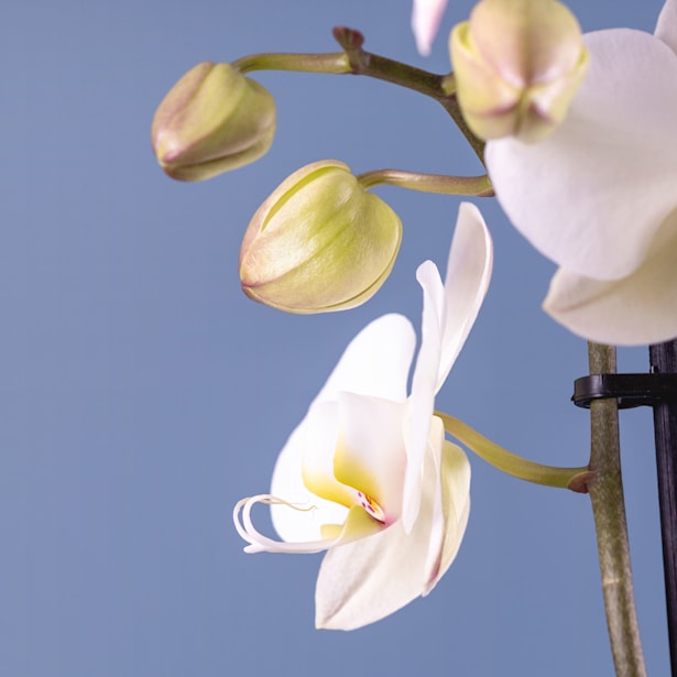 Orquídea Phalaenopsis 'Leeds'