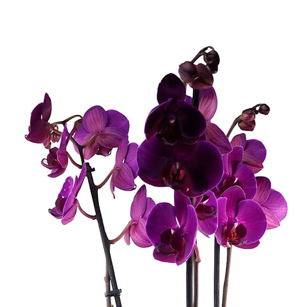 Orquídea Phalaenopsis Asian Pearl