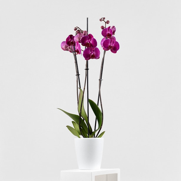 Orquídea Phalaenopsis 'Stellenbosch'