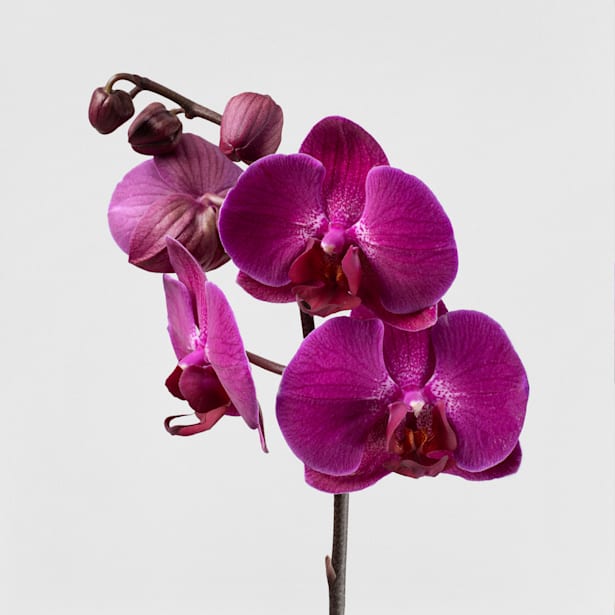 Orquídea Phalaenopsis 'Stellenbosch'