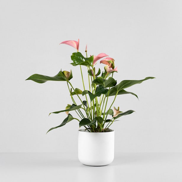 Anthurium 'Joli Pink' Karma®