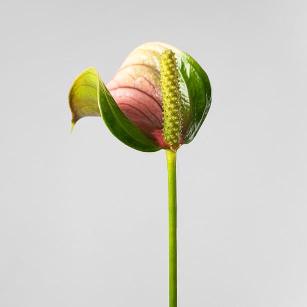 Anthurium 'Joli Pink' Karma®