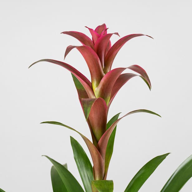 Guzmania 'Freya'