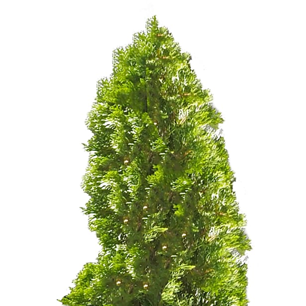 Thuja esmeralda (thuja occidentalis "emeraude")