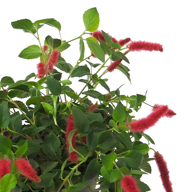 Acalifa cola de gato  (acalypha reptans)