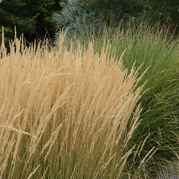 Gramínea Calamagrostis x acutiflora 'Karl Foerster'