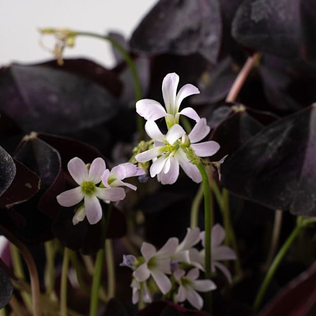 Oxalis Triangularis