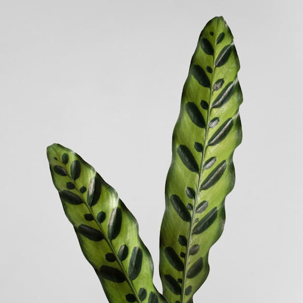 Calathea lancifolia