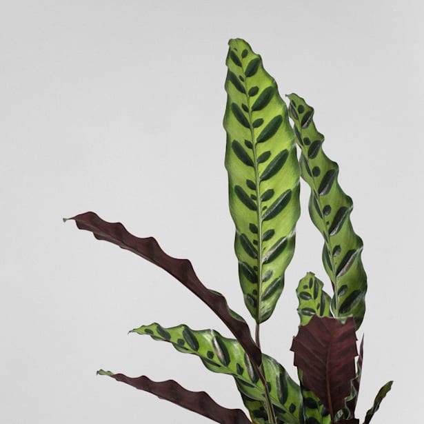 Calathea lancifolia