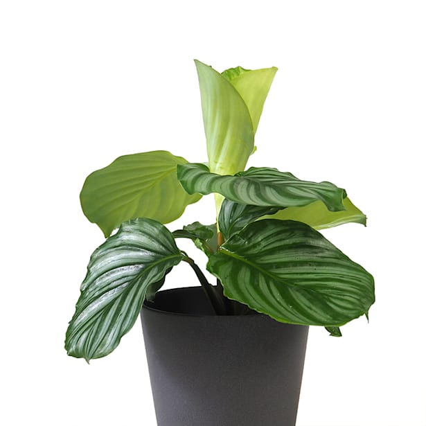 Calathea orbifolia