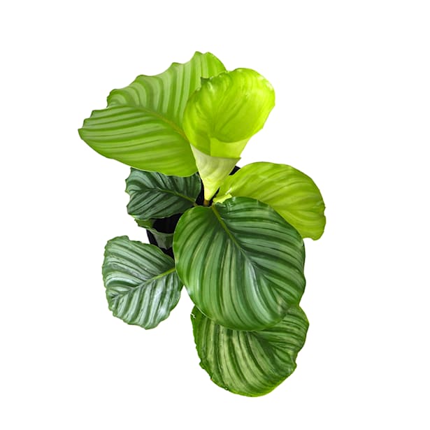 Calathea orbifolia