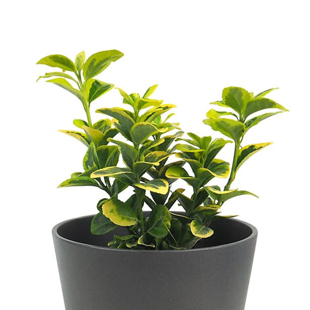 Evónimo dorado - Euonymus japonicus 'Aurea'