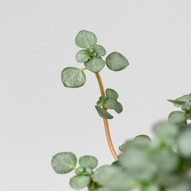 Pilea glauca