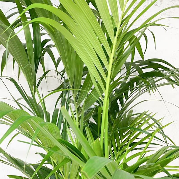 Kentia (howea forsteriana)