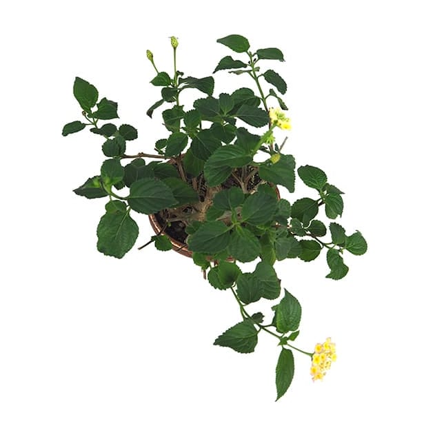 Bonsai Bandera española (Lantana camara)