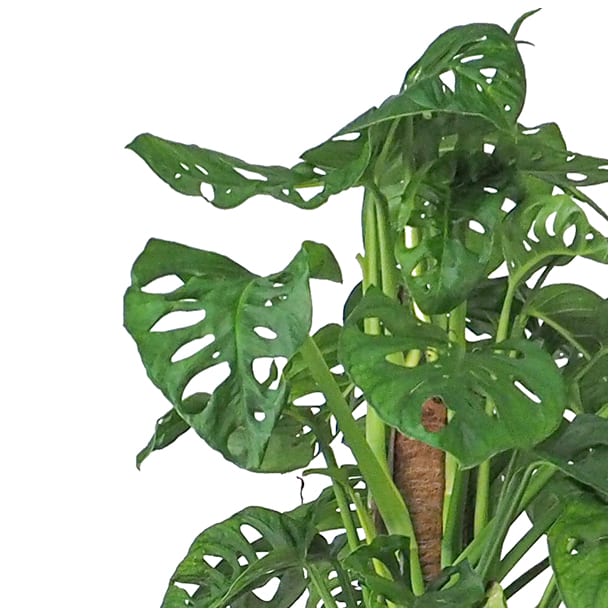 Monstera obliqua