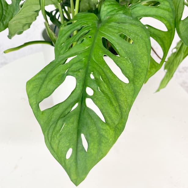 Monstera adansonii