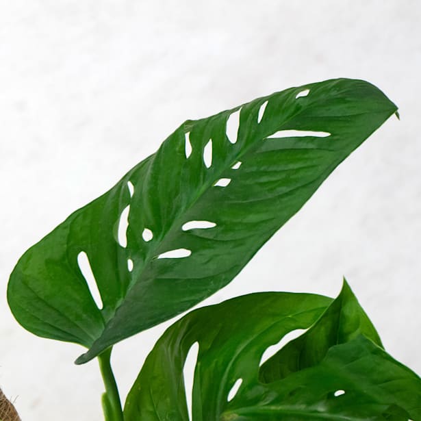 Monstera adansonii