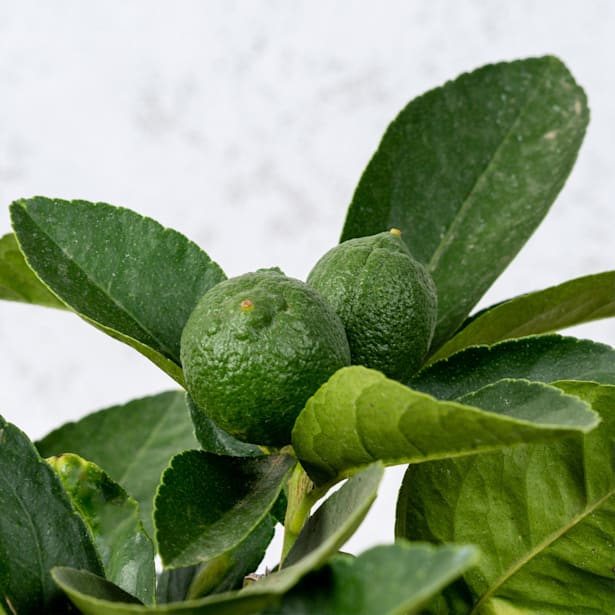 Lima Persa (árbol frutal cítrico)